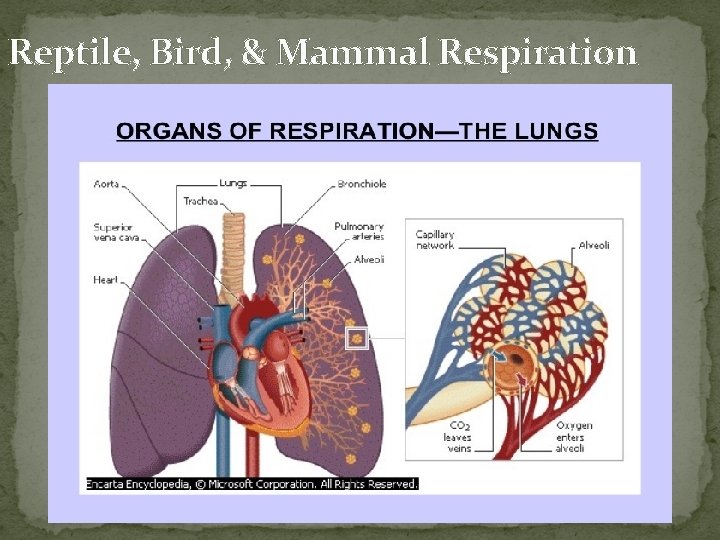 Reptile, Bird, & Mammal Respiration 