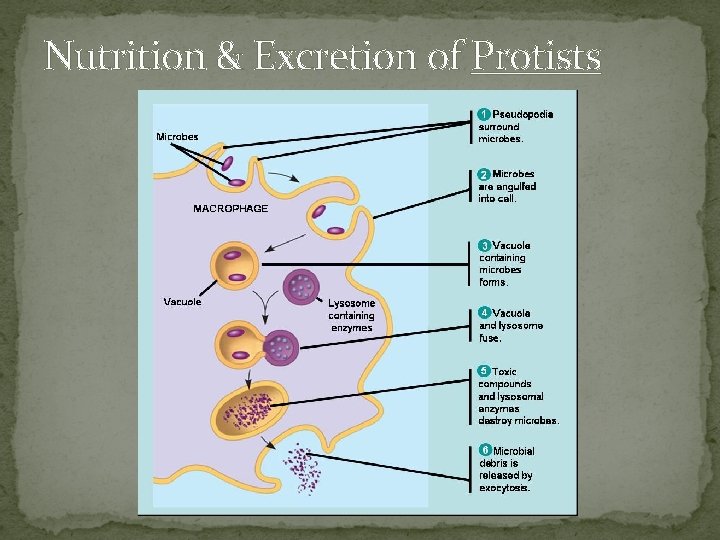 Nutrition & Excretion of Protists 