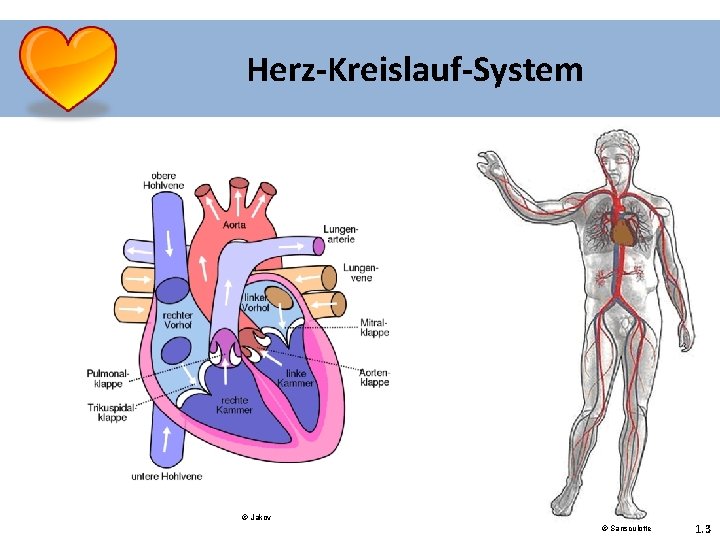 Herz-Kreislauf-System © Jakov © Sansculotte 1. 3 