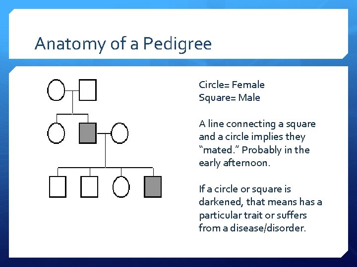 Anatomy of a Pedigree Circle= Female Square= Male A line connecting a square and
