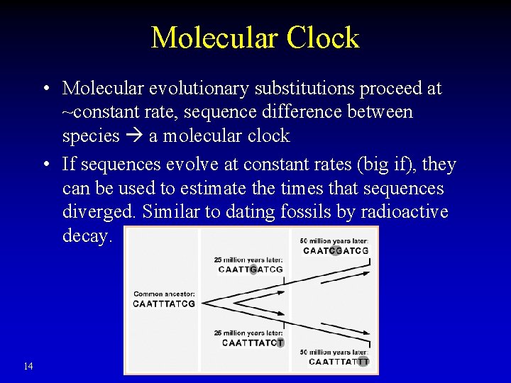 Molecular Clock • Molecular evolutionary substitutions proceed at ~constant rate, sequence difference between species
