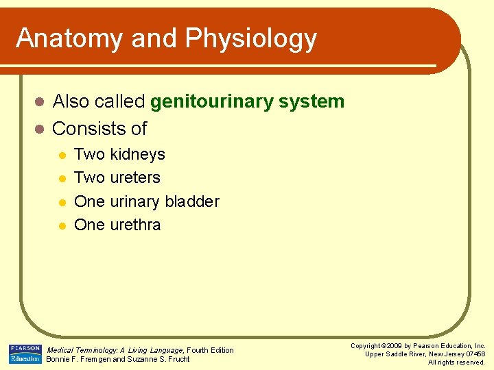 Anatomy and Physiology Also called genitourinary system l Consists of l l l Two