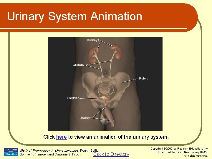 Urinary System Animation Click here to view an animation of the urinary system. Medical