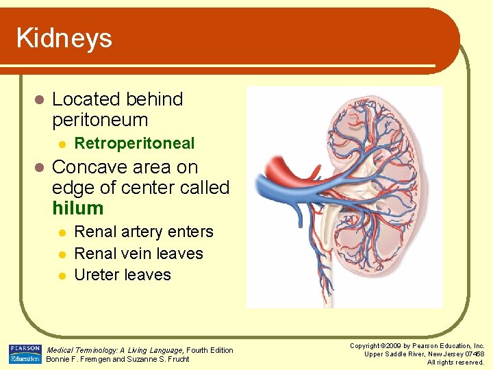 Kidneys l Located behind peritoneum l l Retroperitoneal Concave area on edge of center