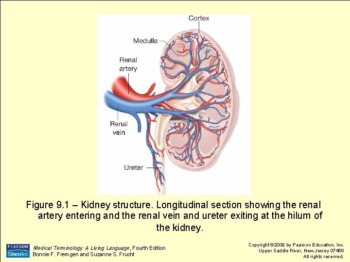 Figure 9. 1 – Kidney structure. Longitudinal section showing the renal artery entering and