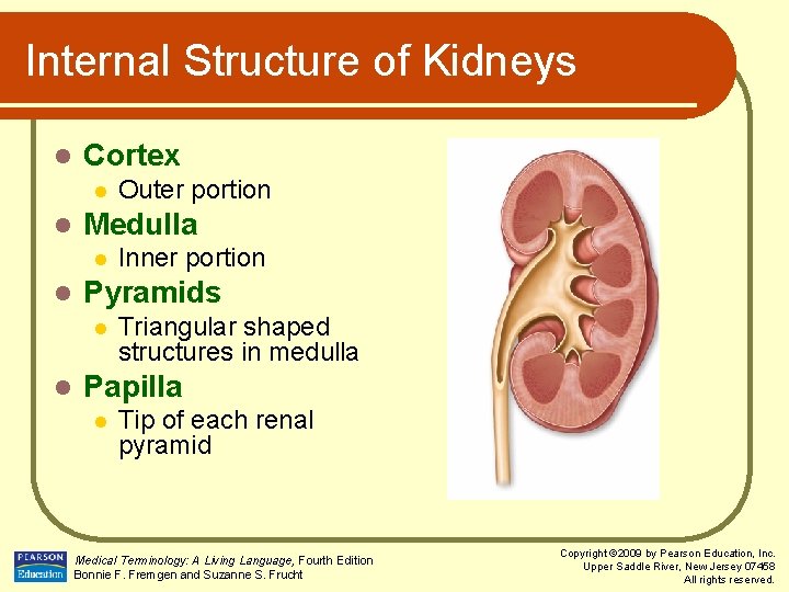 Internal Structure of Kidneys l Cortex l l Medulla l l Inner portion Pyramids