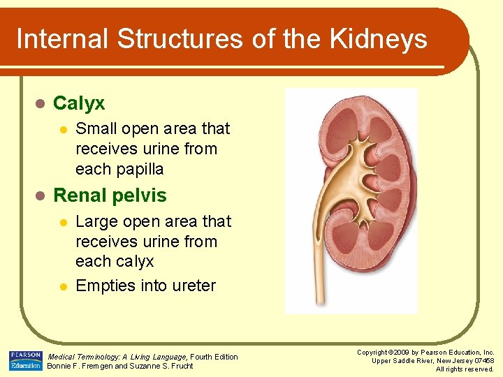 Internal Structures of the Kidneys l Calyx l l Small open area that receives