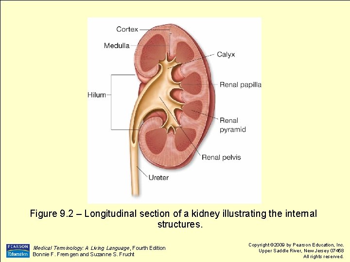 Figure 9. 2 – Longitudinal section of a kidney illustrating the internal structures. Medical
