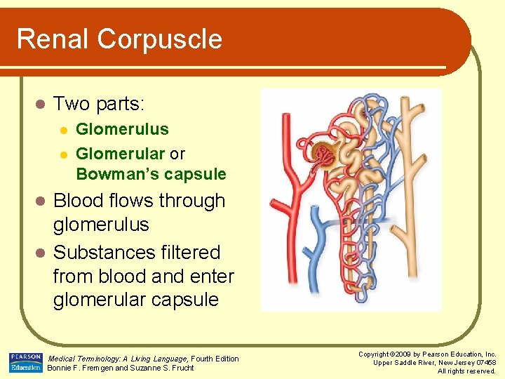 Renal Corpuscle l Two parts: l l Glomerulus Glomerular or Bowman’s capsule Blood flows