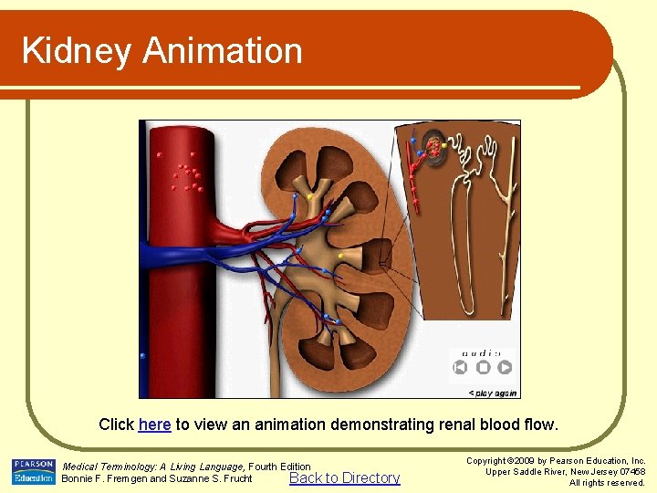 Kidney Animation Click here to view an animation demonstrating renal blood flow. Medical Terminology: