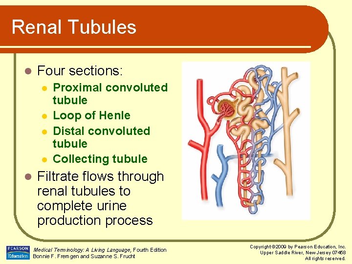 Renal Tubules l Four sections: l l l Proximal convoluted tubule Loop of Henle