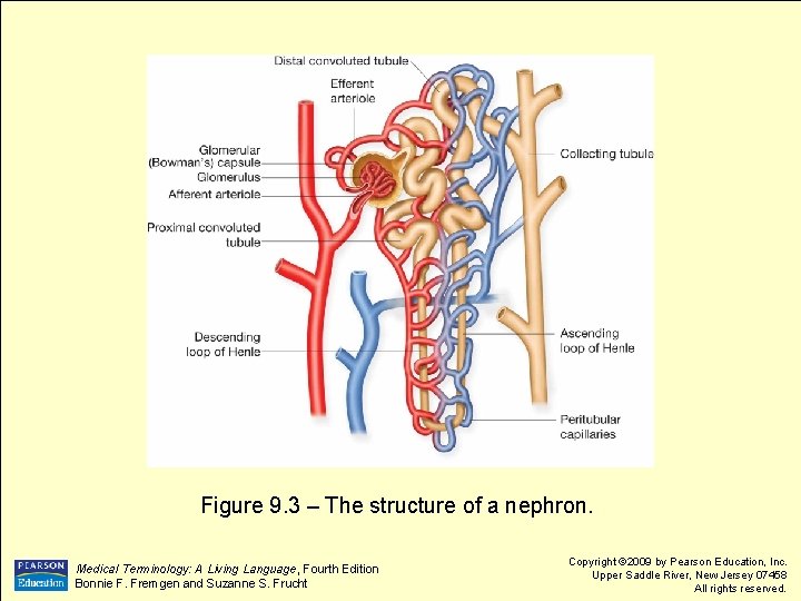 Figure 9. 3 – The structure of a nephron. Medical Terminology: A Living Language,