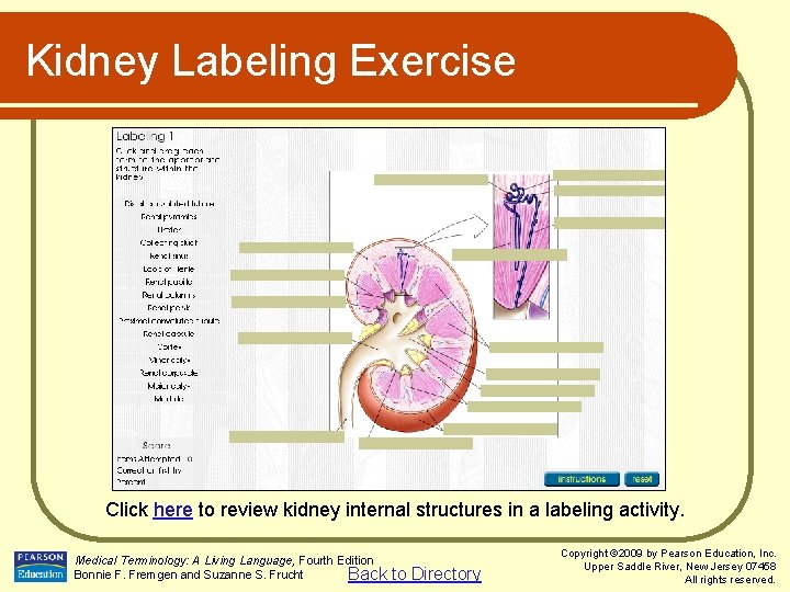 Kidney Labeling Exercise Click here to review kidney internal structures in a labeling activity.