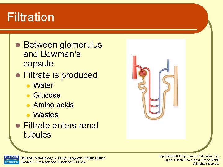 Filtration Between glomerulus and Bowman’s capsule l Filtrate is produced l l l Water