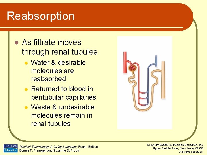 Reabsorption l As filtrate moves through renal tubules l l l Water & desirable