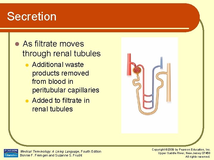 Secretion l As filtrate moves through renal tubules l l Additional waste products removed