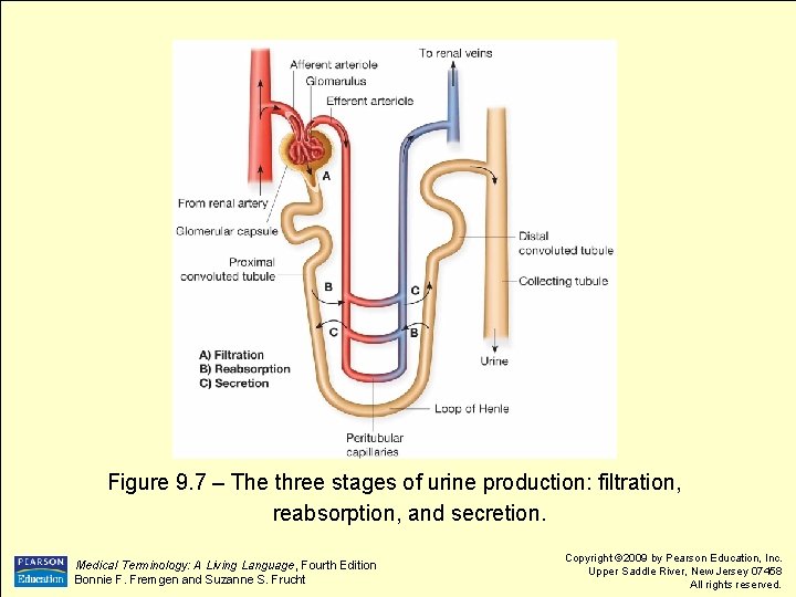 Figure 9. 7 – The three stages of urine production: filtration, reabsorption, and secretion.