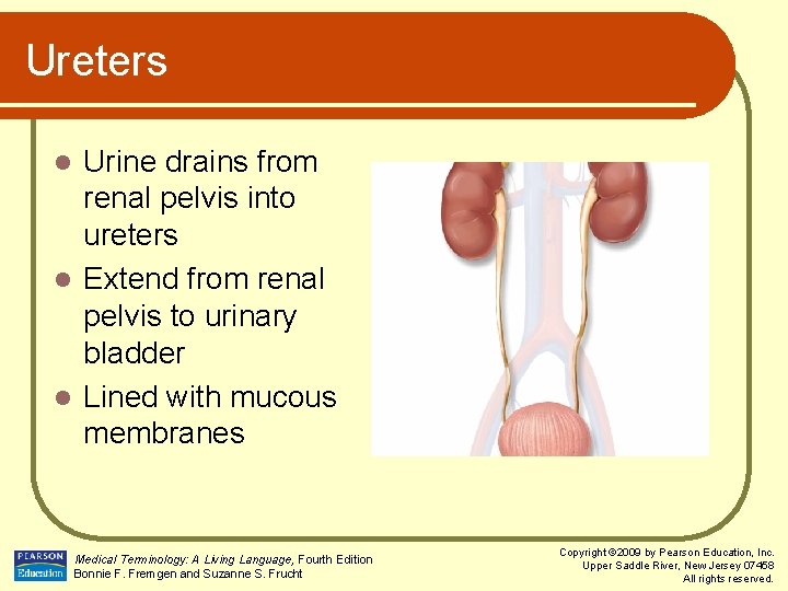 Ureters Urine drains from renal pelvis into ureters l Extend from renal pelvis to