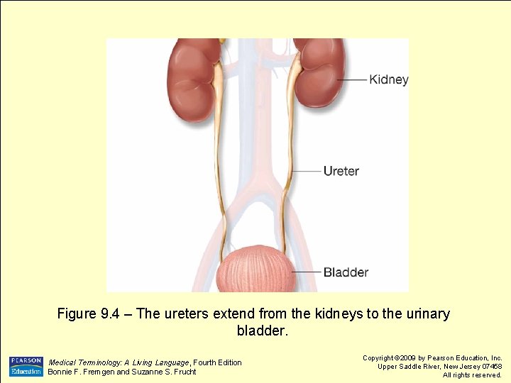 Figure 9. 4 – The ureters extend from the kidneys to the urinary bladder.