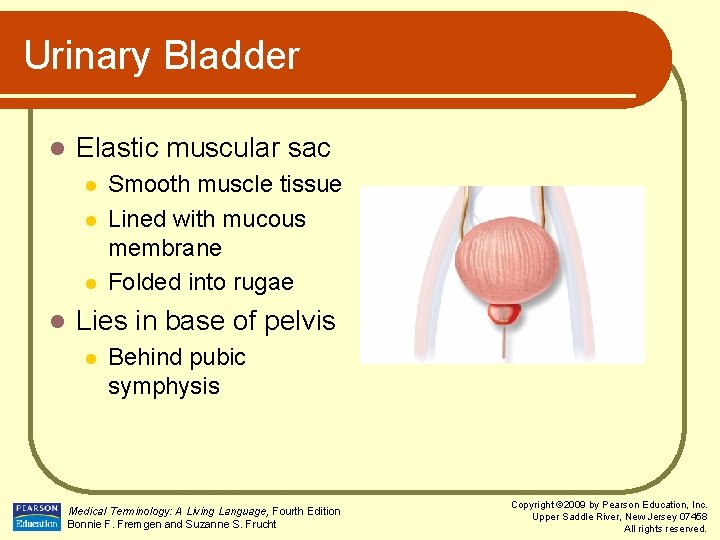 Urinary Bladder l Elastic muscular sac l l Smooth muscle tissue Lined with mucous