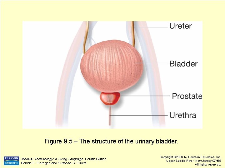 Figure 9. 5 – The structure of the urinary bladder. Medical Terminology: A Living