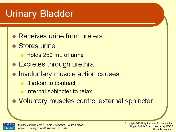 Urinary Bladder Receives urine from ureters l Stores urine l l Holds 250 m.