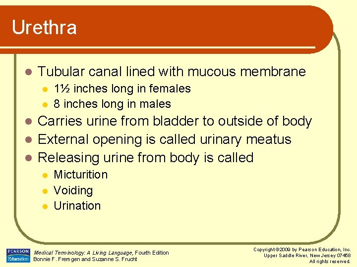 Urethra l Tubular canal lined with mucous membrane l l 1½ inches long in