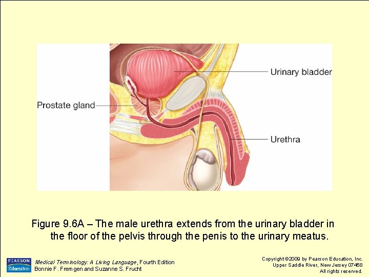 Figure 9. 6 A – The male urethra extends from the urinary bladder in