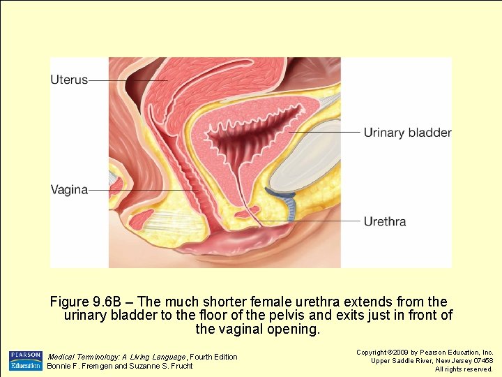 Figure 9. 6 B – The much shorter female urethra extends from the urinary