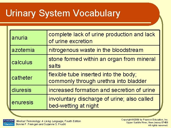 Urinary System Vocabulary anuria complete lack of urine production and lack of urine excretion