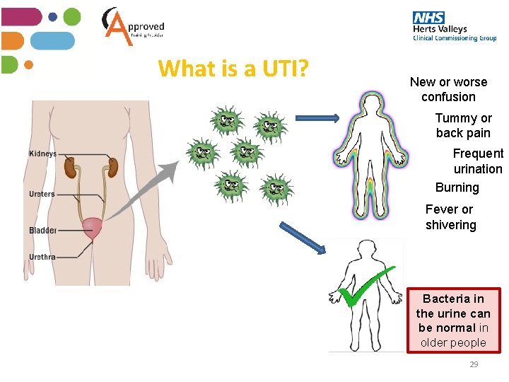 What is a UTI? New or worse confusion Tummy or back pain Frequent urination