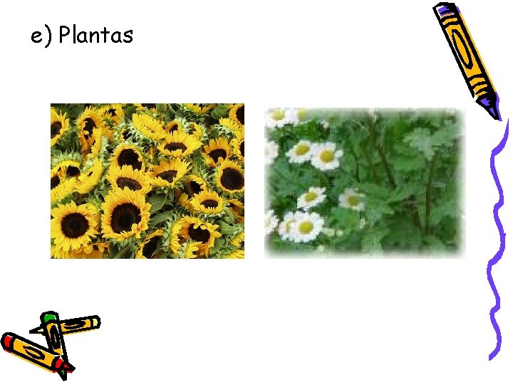 e) Plantas 