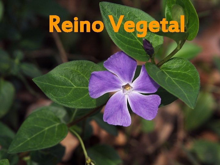 Reino Vegetal Reino Vegetal