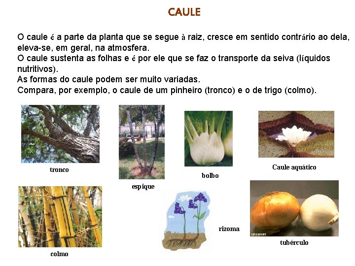 CAULE O caule é a parte da planta que se segue à raiz, cresce CAULE O caule é a parte da planta que se segue à raiz, cresce