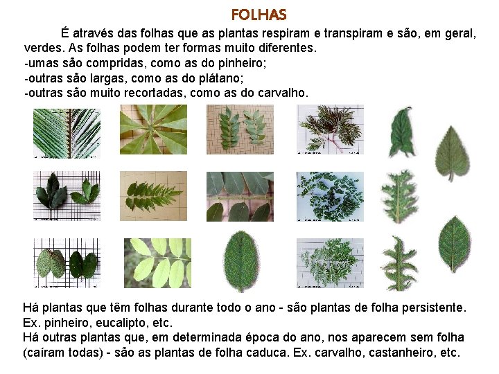 FOLHAS É através das folhas que as plantas respiram e transpiram e são, em FOLHAS É através das folhas que as plantas respiram e transpiram e são, em