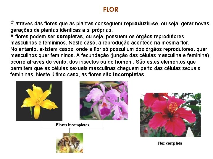 FLOR É através das flores que as plantas conseguem reproduzir-se, ou seja, gerar novas FLOR É através das flores que as plantas conseguem reproduzir-se, ou seja, gerar novas