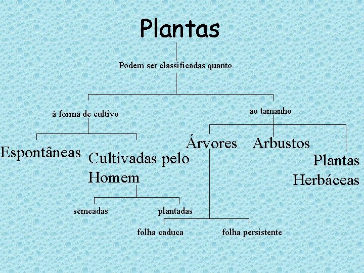 Plantas Podem ser classificadas quanto ao tamanho à forma de cultivo Árvores Arbustos Espontâneas Plantas Podem ser classificadas quanto ao tamanho à forma de cultivo Árvores Arbustos Espontâneas