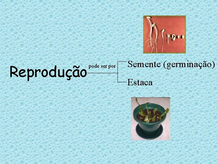 Reprodução pode ser por Semente (germinação) Estaca Reprodução pode ser por Semente (germinação) Estaca