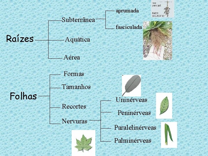aprumada Subterrânea fasciculada Raízes Aquática Aérea Formas Folhas Tamanhos Recortes Nervuras Uninérveas Peninérveas Paralelinérveas aprumada Subterrânea fasciculada Raízes Aquática Aérea Formas Folhas Tamanhos Recortes Nervuras Uninérveas Peninérveas Paralelinérveas