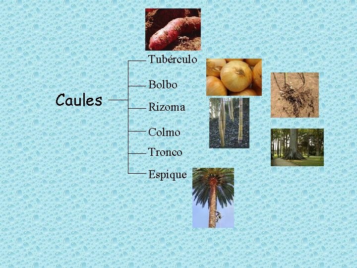 Tubérculo Caules Bolbo Rizoma Colmo Tronco Espique Tubérculo Caules Bolbo Rizoma Colmo Tronco Espique