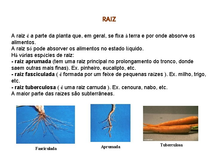 RAIZ A raiz é a parte da planta que, em geral, se fixa à RAIZ A raiz é a parte da planta que, em geral, se fixa à