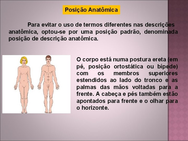 Posição Anatômica Para evitar o uso de termos diferentes nas descrições anatômica, optou-se por