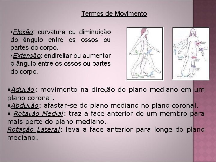 Termos de Movimento • Flexão: curvatura ou diminuição do ângulo entre os ossos ou