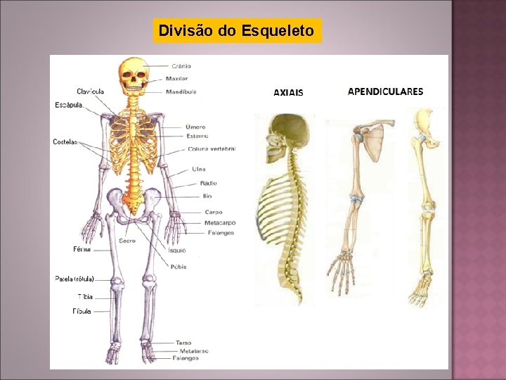 Divisão do Esqueleto 