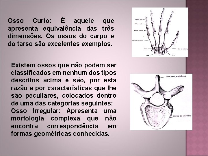 Osso Curto: È aquele que apresenta equivalência das três dimensões. Os ossos do carpo