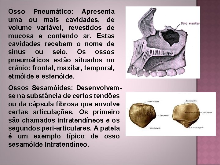 Osso Pneumático: Apresenta uma ou mais cavidades, de volume variável, revestidos de mucosa e