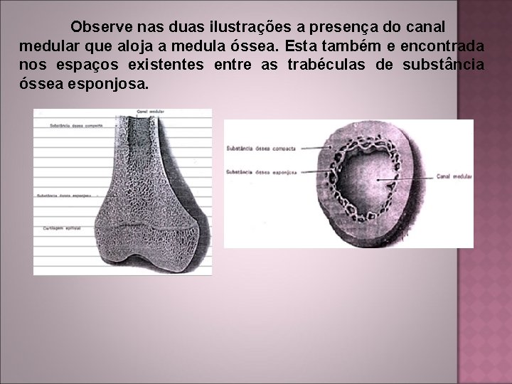 Observe nas duas ilustrações a presença do canal medular que aloja a medula óssea.