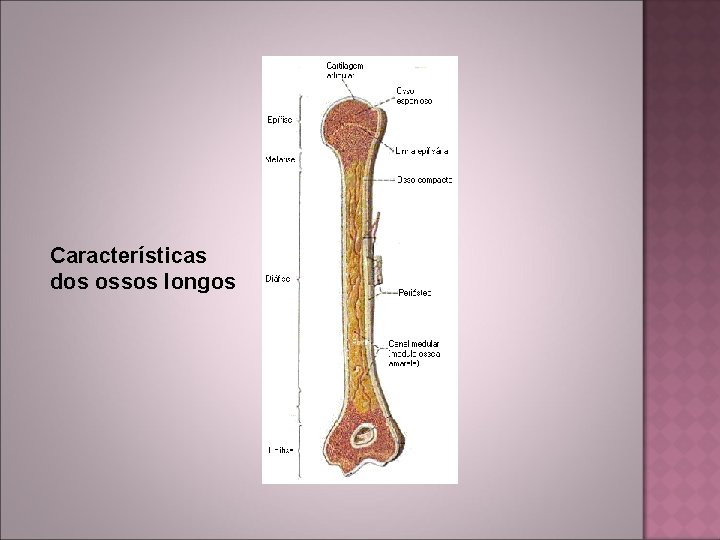 Características dos ossos longos 