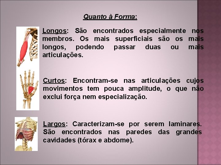 Quanto à Forma: Longos: São encontrados especialmente nos membros. Os mais superficiais são os