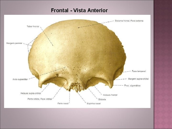 Frontal - Vista Anterior 